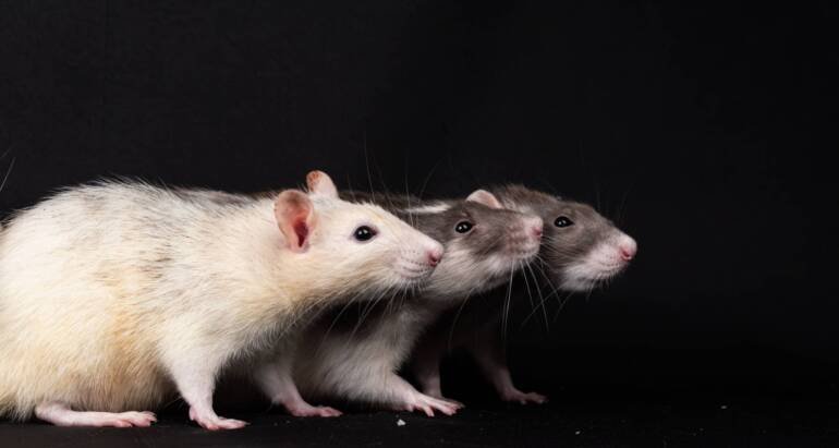 Keeping Rats Out This Summer