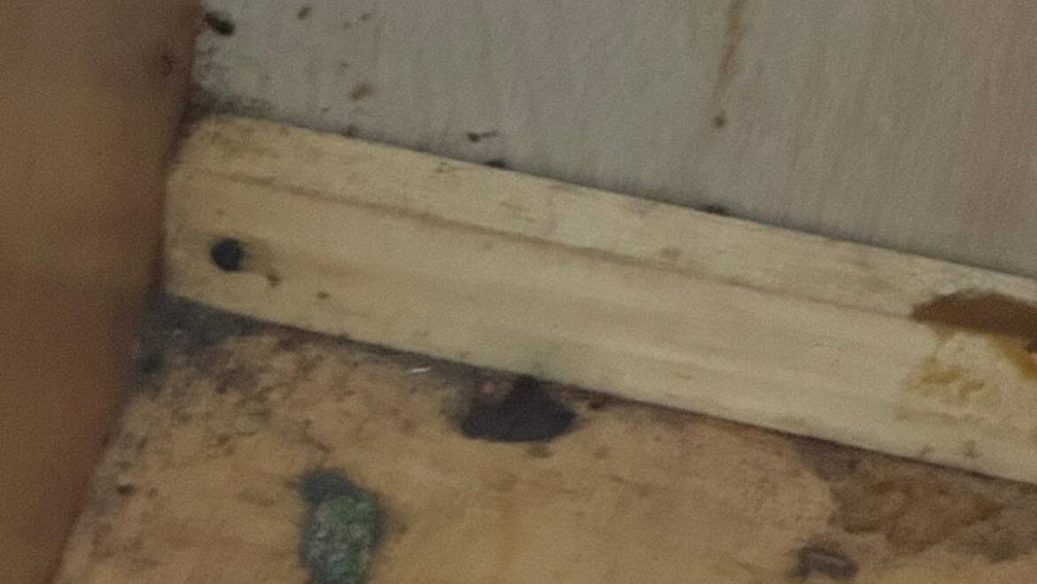 What Causes Bed Bugs to Spread So Easily?