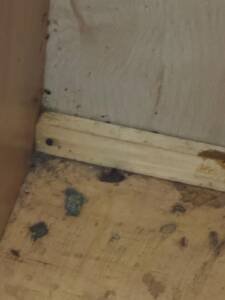 what causes bed bugs
