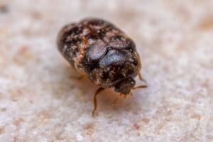 exterminator bed bug treatment