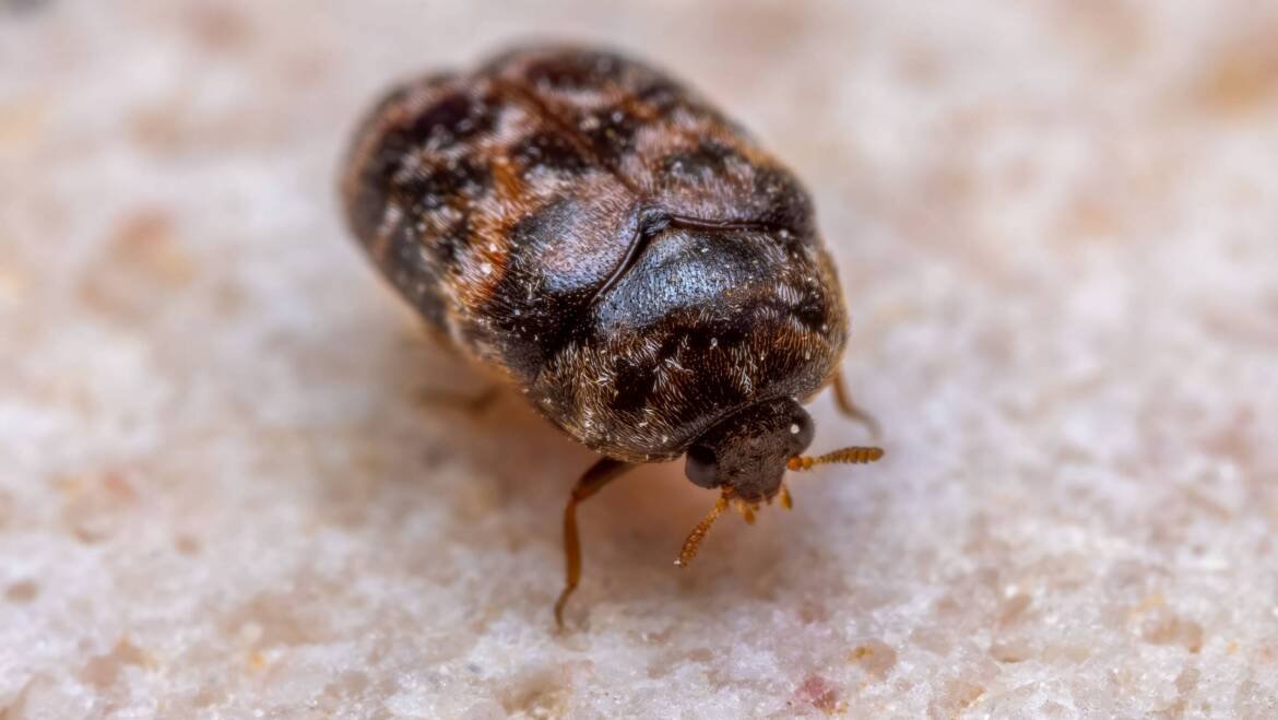 Exterminator Bed Bug Treatment: How Does It Work?
