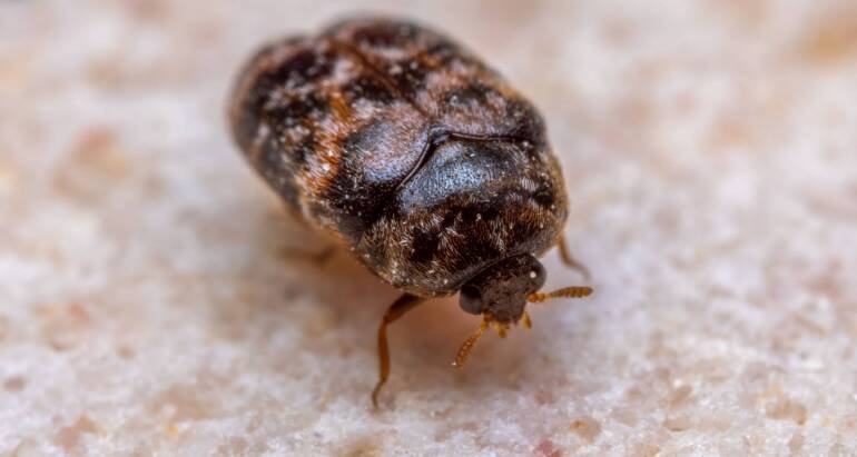 Exterminator Bed Bug Treatment: How Does It Work?