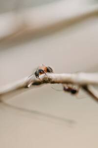 identify what ants you’ve got