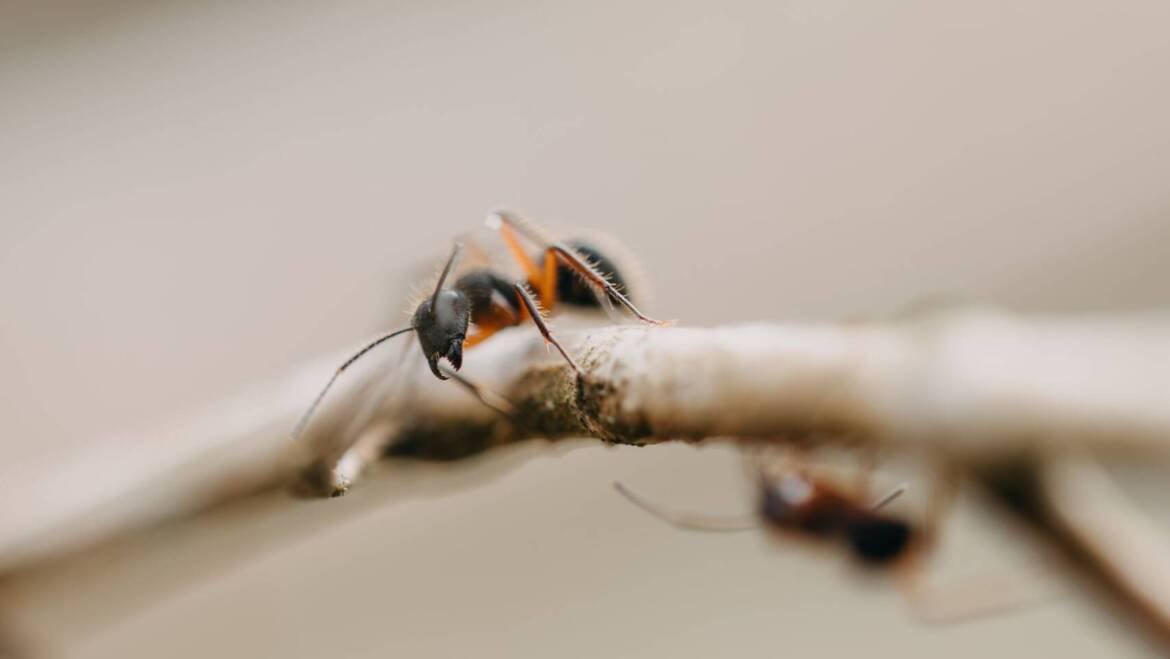 Identify What Ants You’ve Got