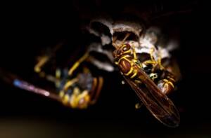 what deters wasps
