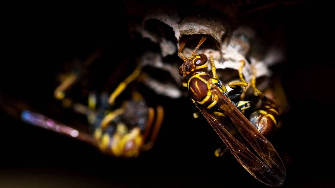 What Deters Wasps from Coming Back? Prevention Guide