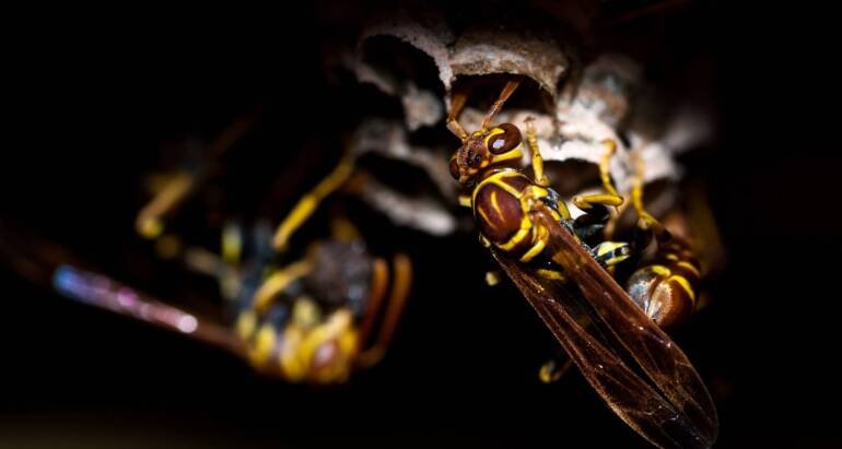 What Deters Wasps from Coming Back? Prevention Guide